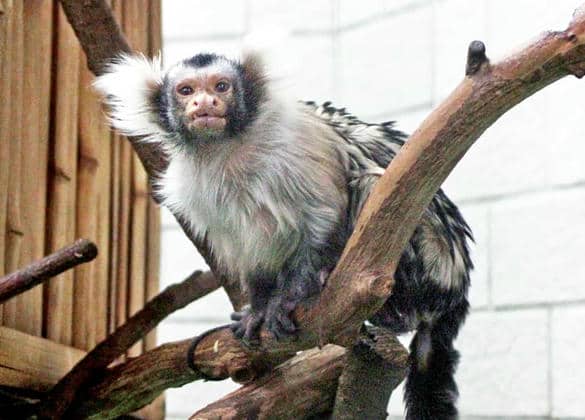 動物図鑑・サンタレムマーモセット